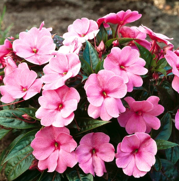Flores1.jpg