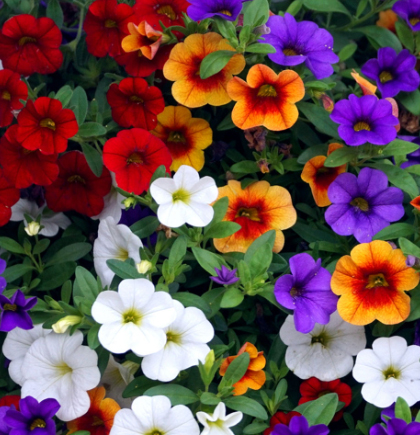 Flores2.jpg