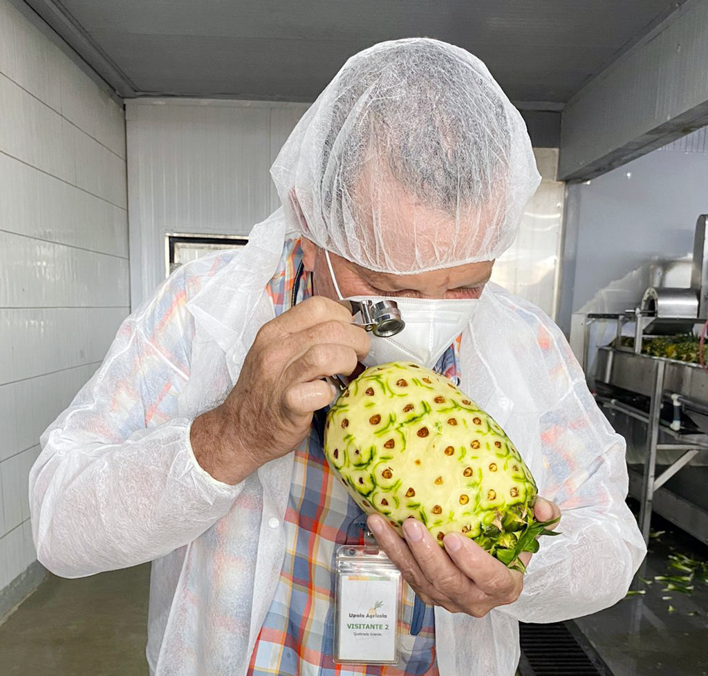 InspeccionPina.jpg