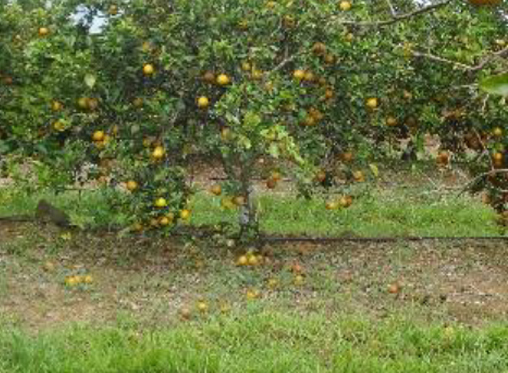 Caída_frutos.jpg