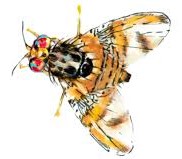 Ceratitis capitata.jpg