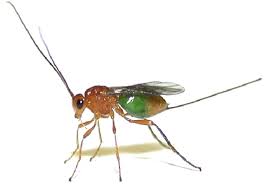 Diaschasnmimorpha longicaudata.jpg